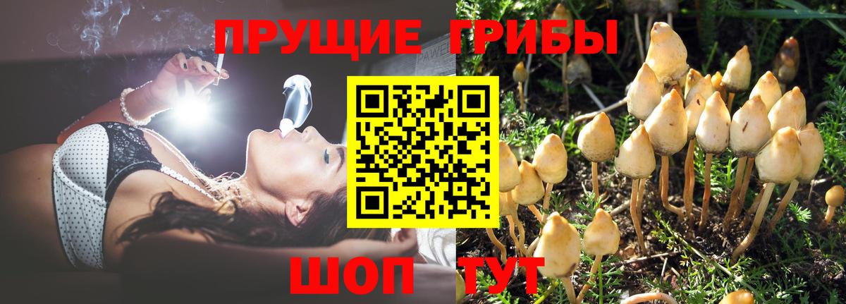 Балашов  Галлюциногенные грибы Psilocybine cubensis  Вход с VPN 